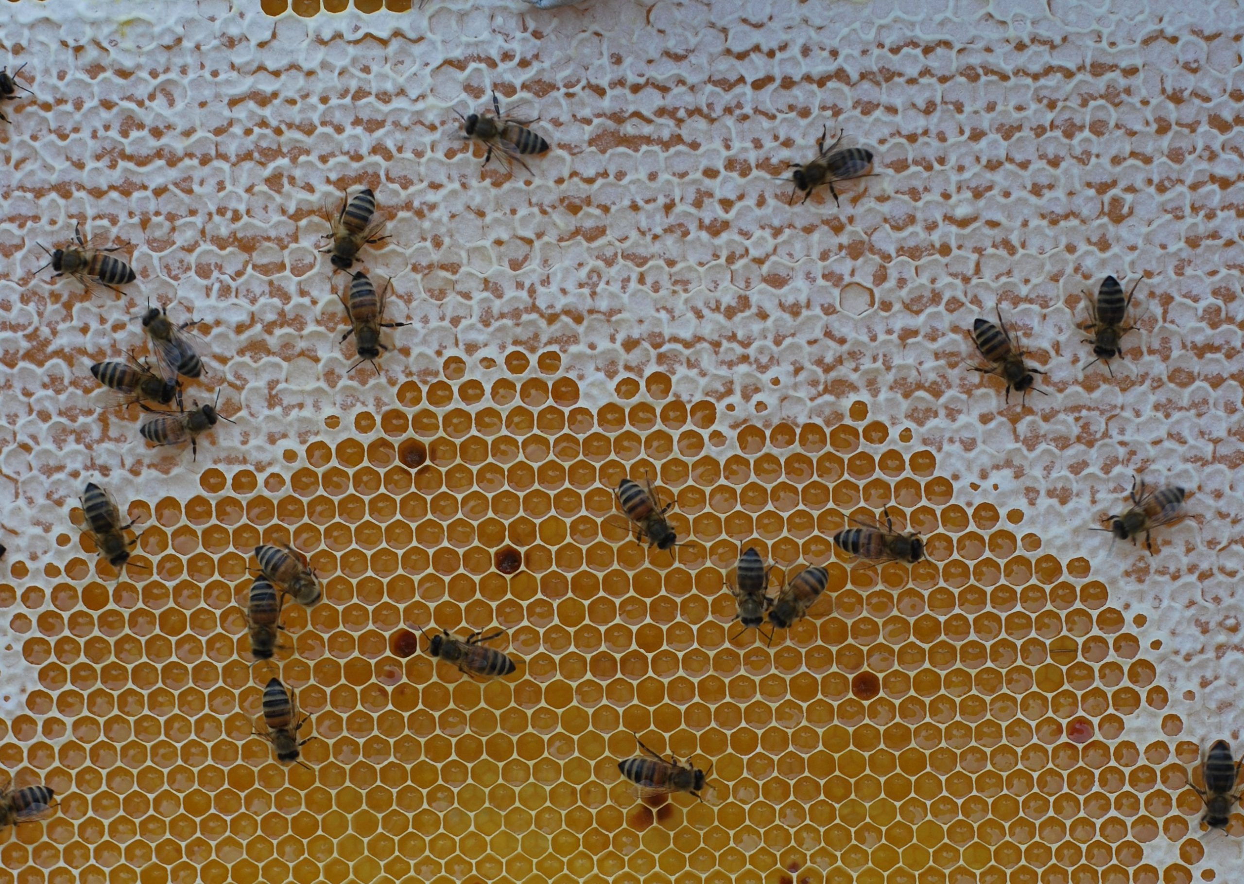 bonnerbienen_slider1